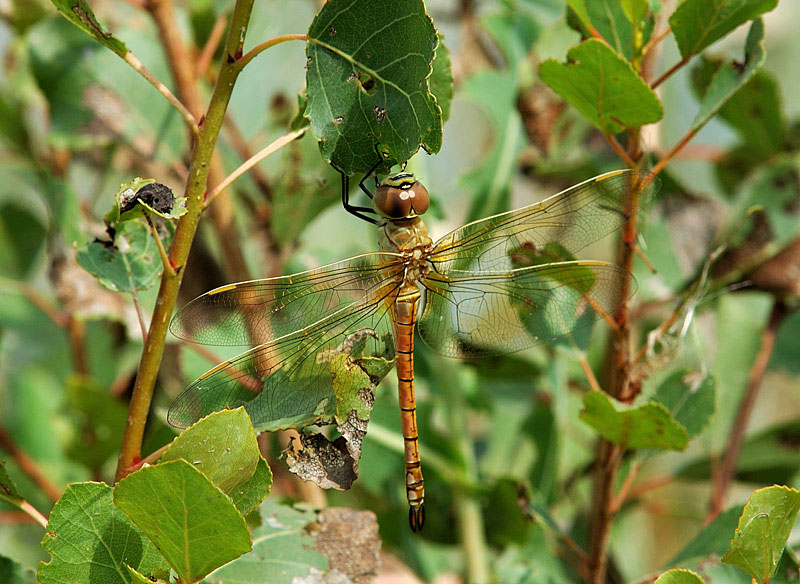 Anax ephippiger  femmina+esuvia