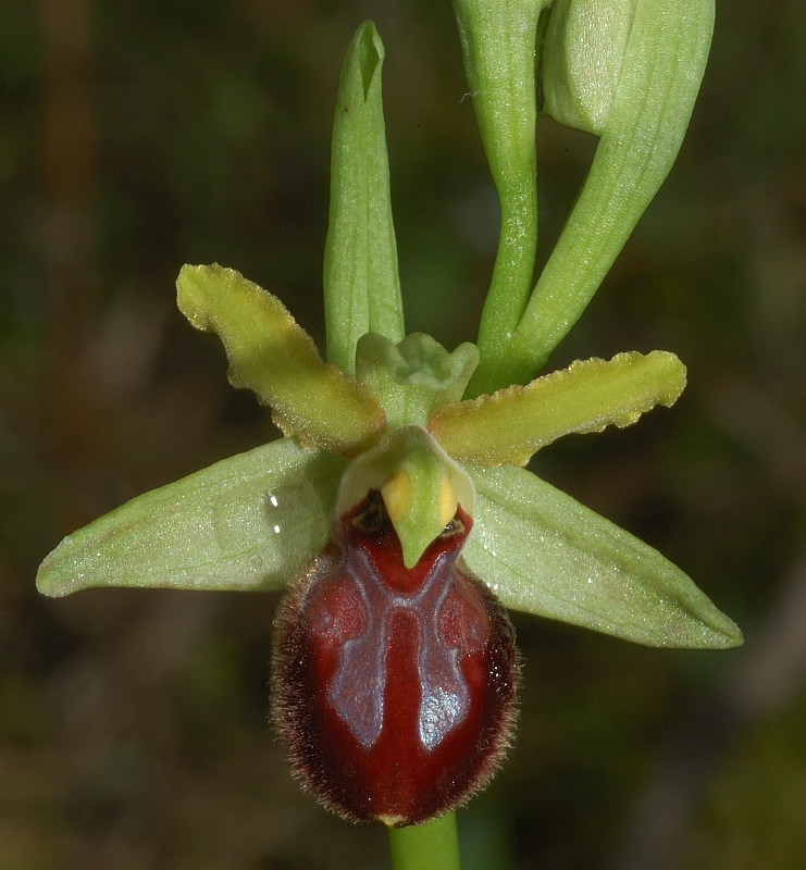 Ophrys garganica, O. sphegodes ... Chi ha un p di pazienza?