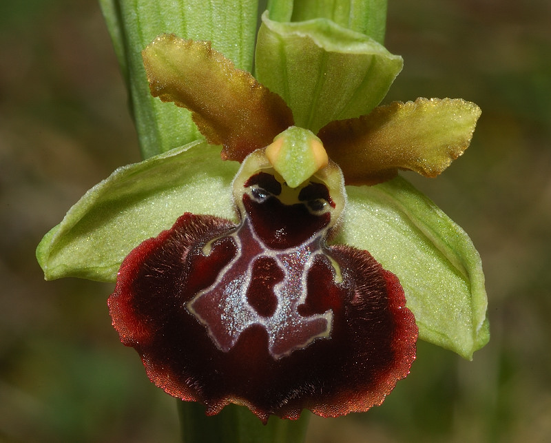 Ophrys garganica, O. sphegodes ... Chi ha un p di pazienza?