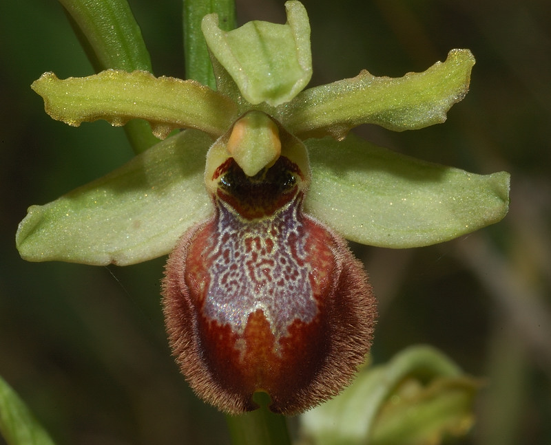 Ophrys garganica, O. sphegodes ... Chi ha un p di pazienza?