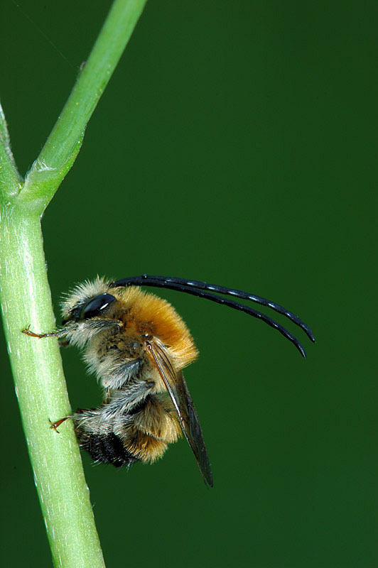 Eucera longicornis?