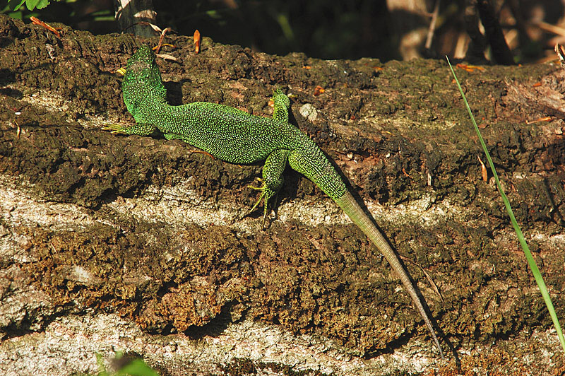 Lacerta bilineata