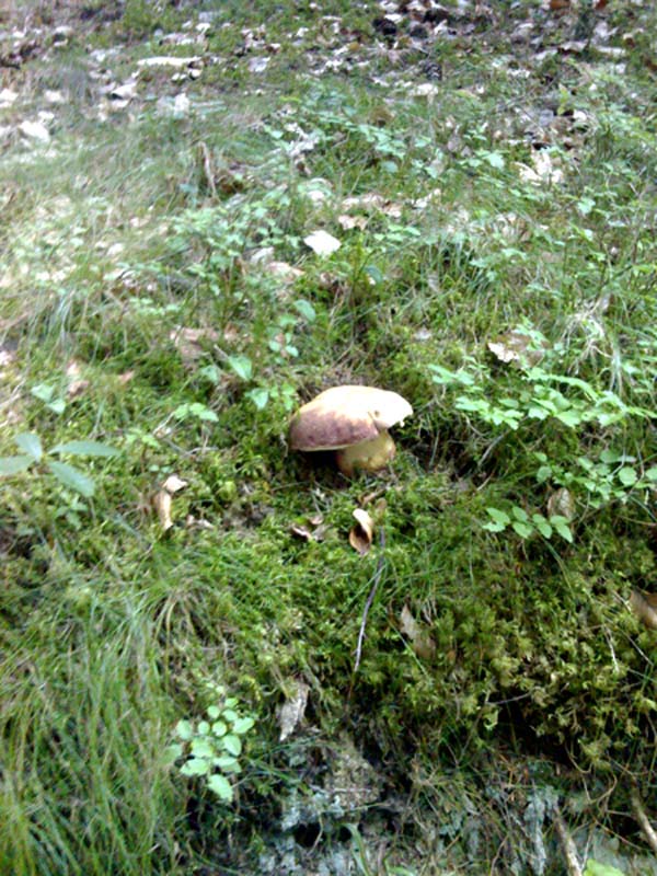 alta valsugana altipiano vigolana trentino ritrovamenti