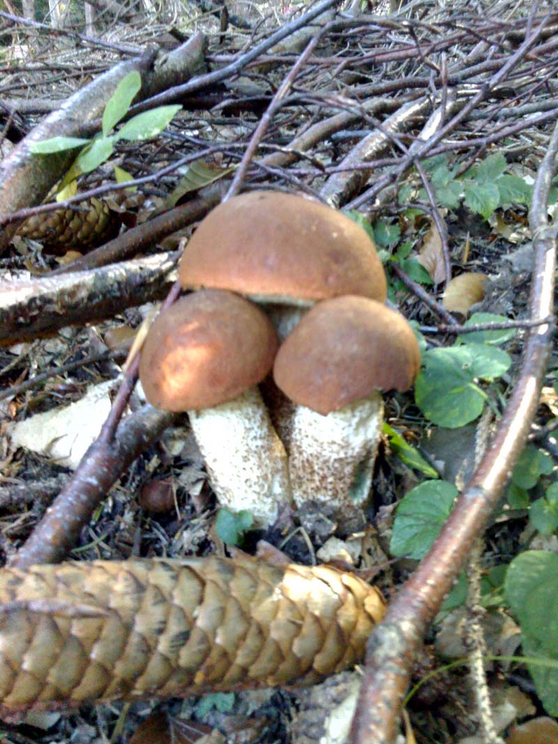 funghi del 22/9/07