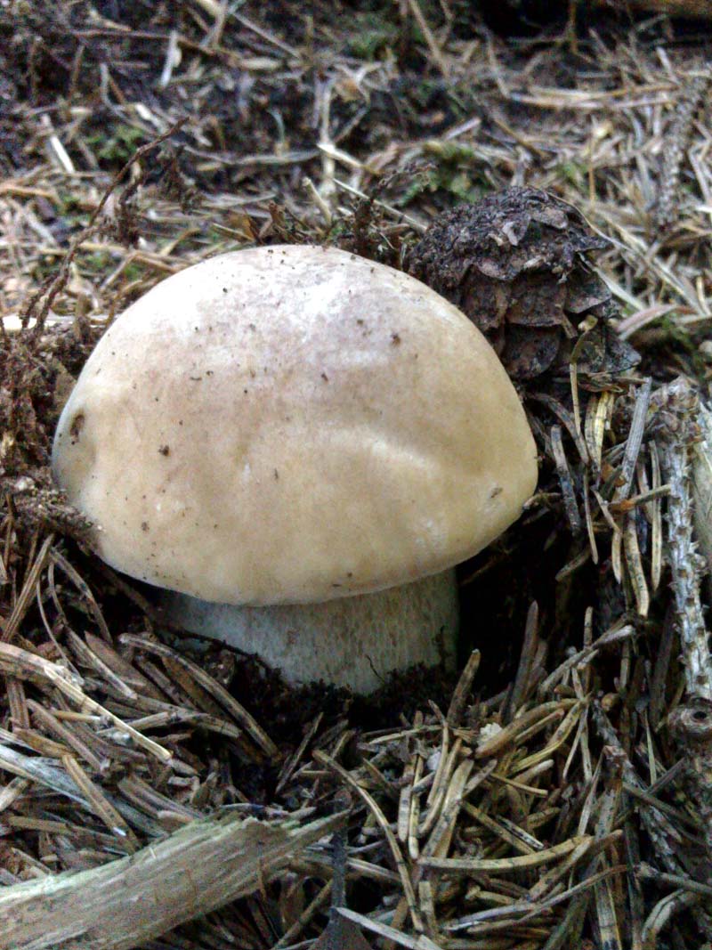 funghi del 22/9/07