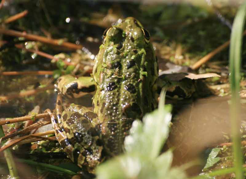 RANE ALL INSUGHERATA! - Pelophylax sp.