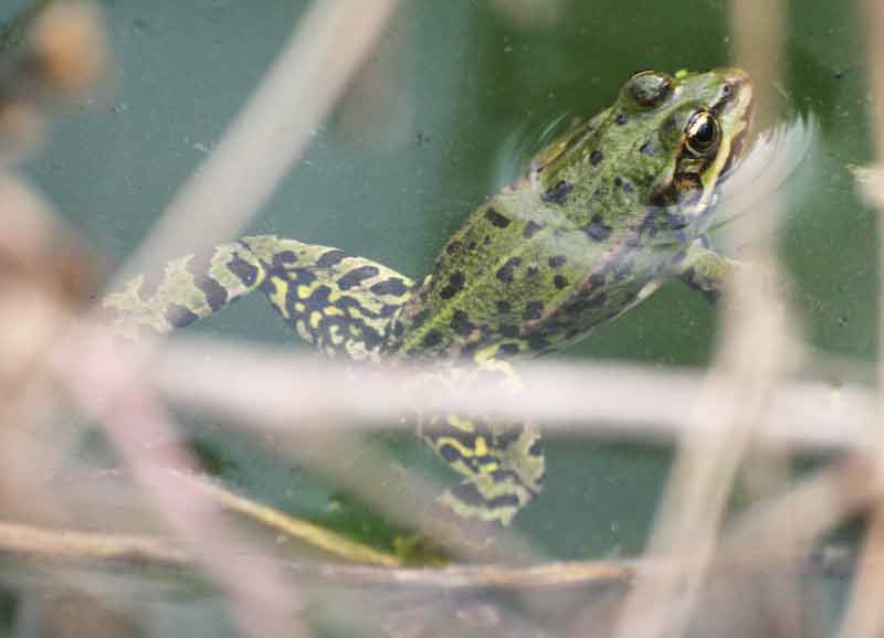 RANE ALL INSUGHERATA! - Pelophylax sp.