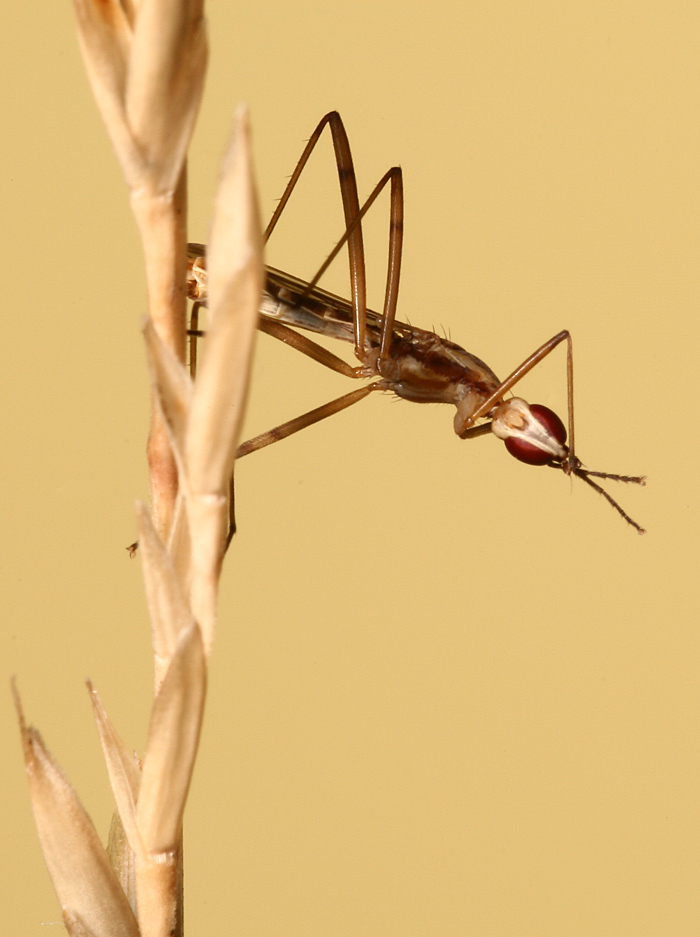 spectacular Micropezidae - Micropeza sp. ?