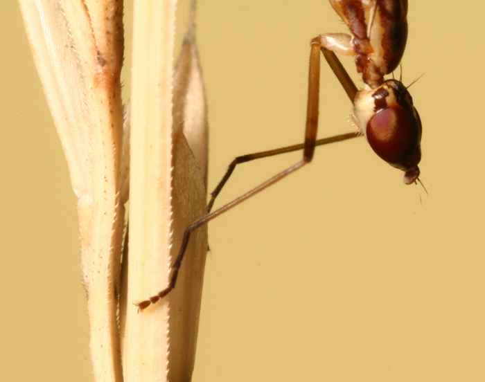 spectacular Micropezidae - Micropeza sp. ?