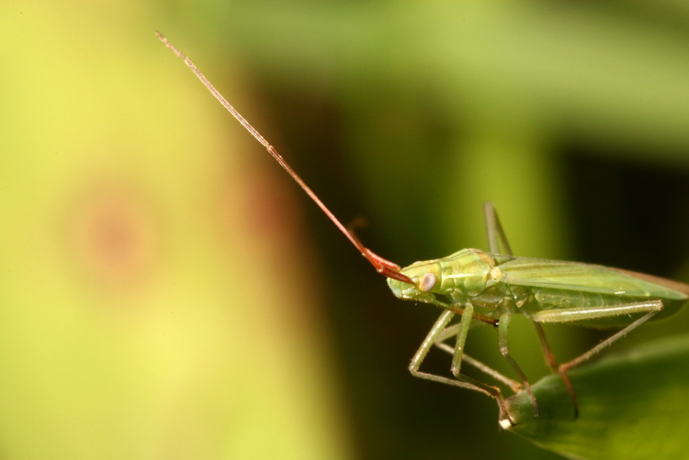 Miridae