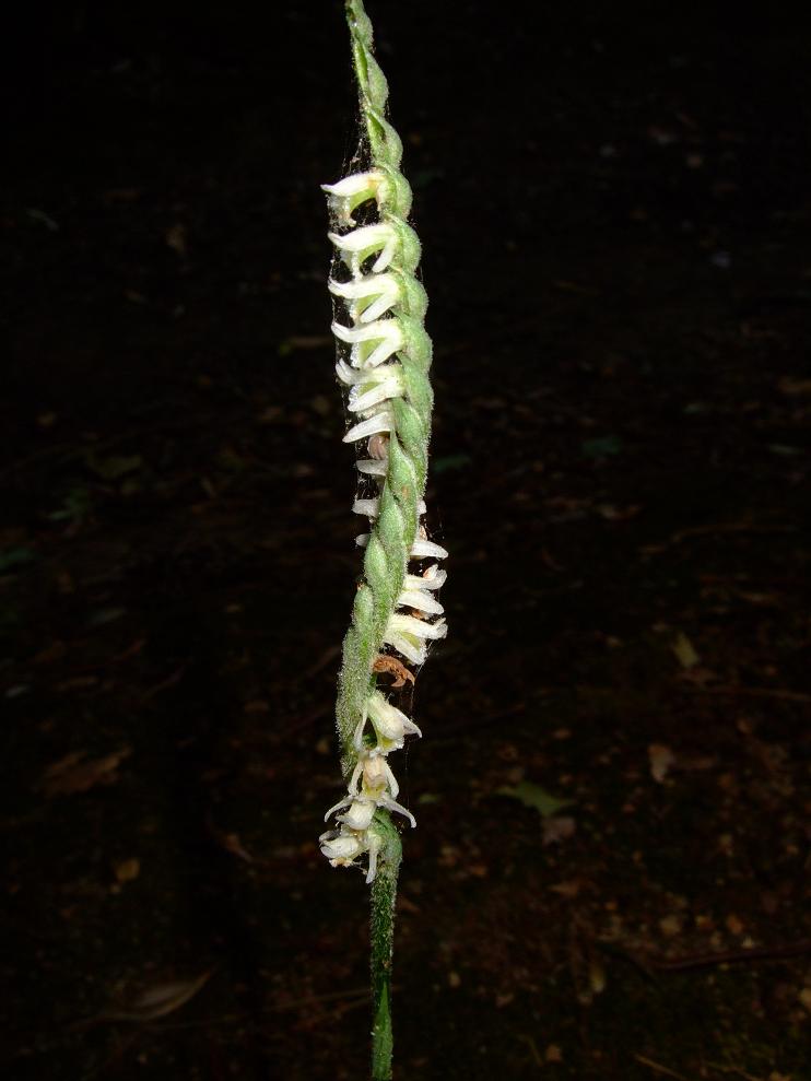 spiranthes spiralis