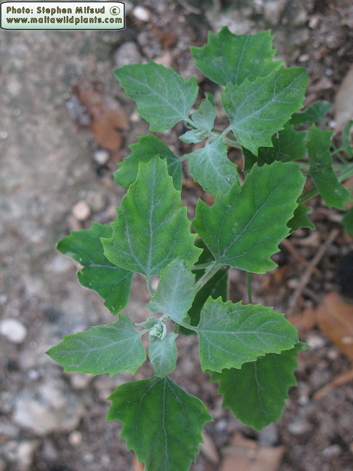 Chenopodium murale?