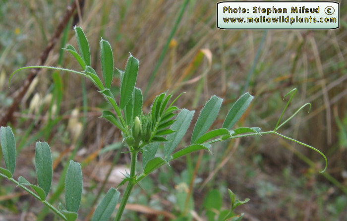 Vicia sativa albina