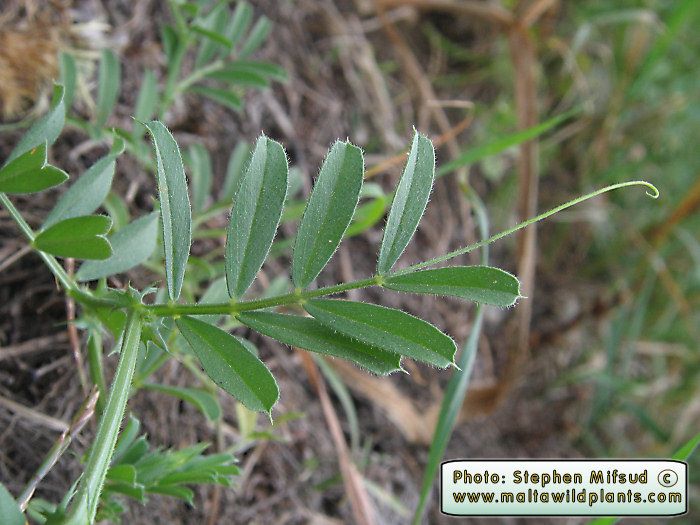 Vicia sativa albina