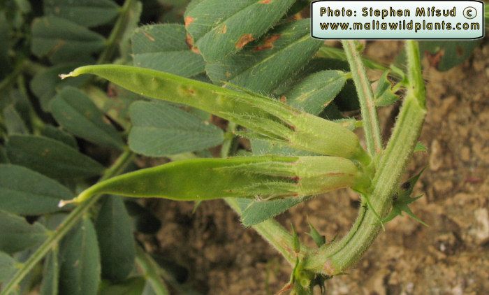 Vicia sativa albina