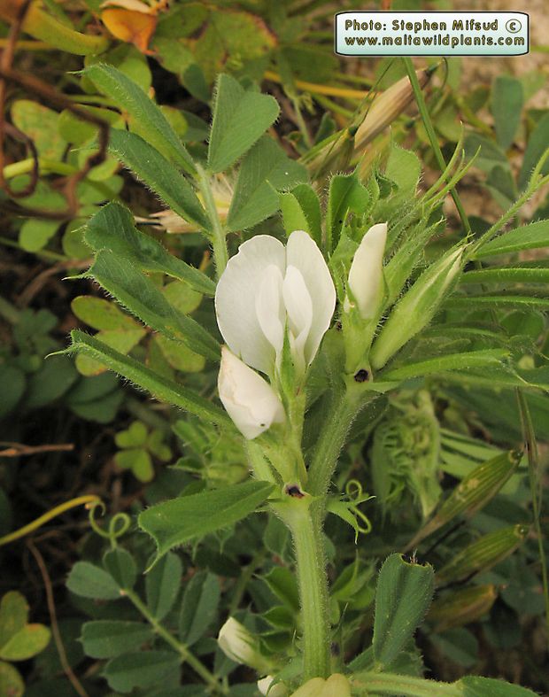 Vicia sativa albina