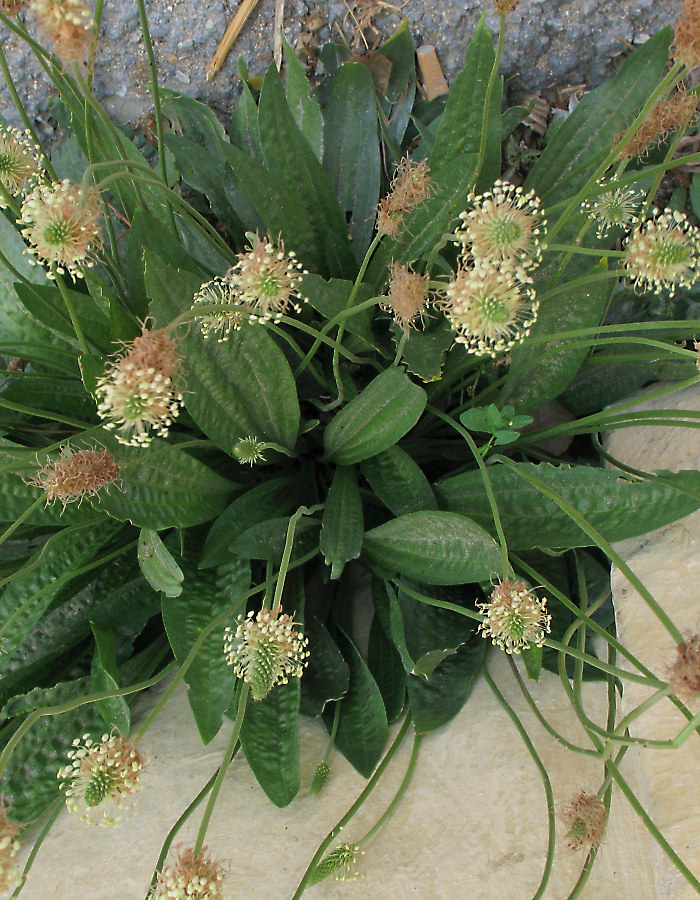 Plantago lanceolata / Piantaggine lanciuola