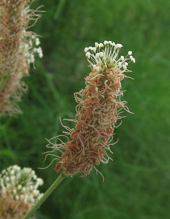 Plantago lanceolata / Piantaggine lanciuola