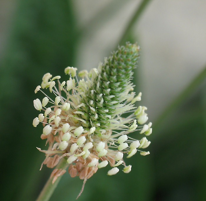 Plantago lanceolata / Piantaggine lanciuola