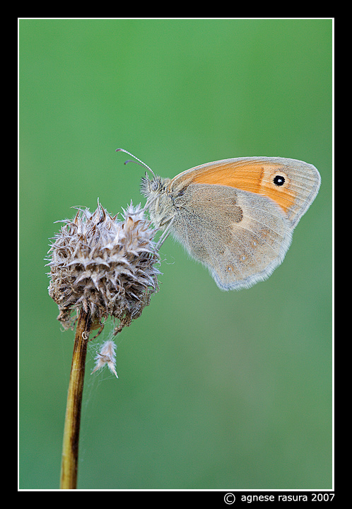 Coenonympha pamphilus ? (la prima ) e la seconda?