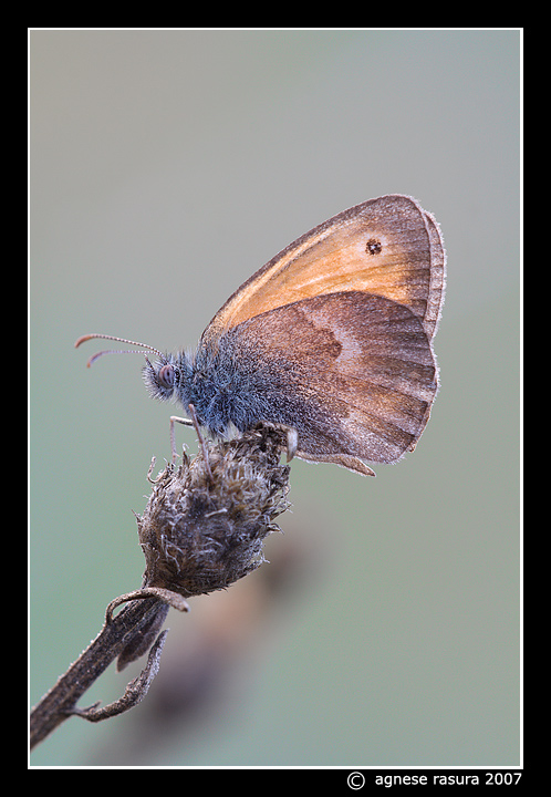 Coenonympha pamphilus ? (la prima ) e la seconda?