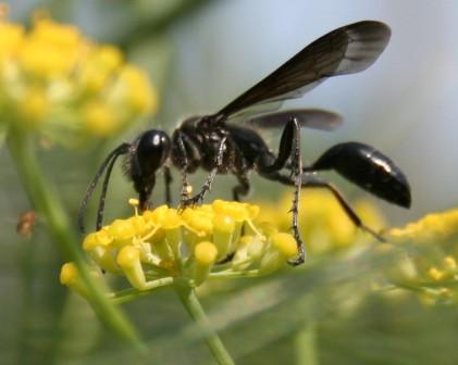 Sphecidae: Isodontia mexicana