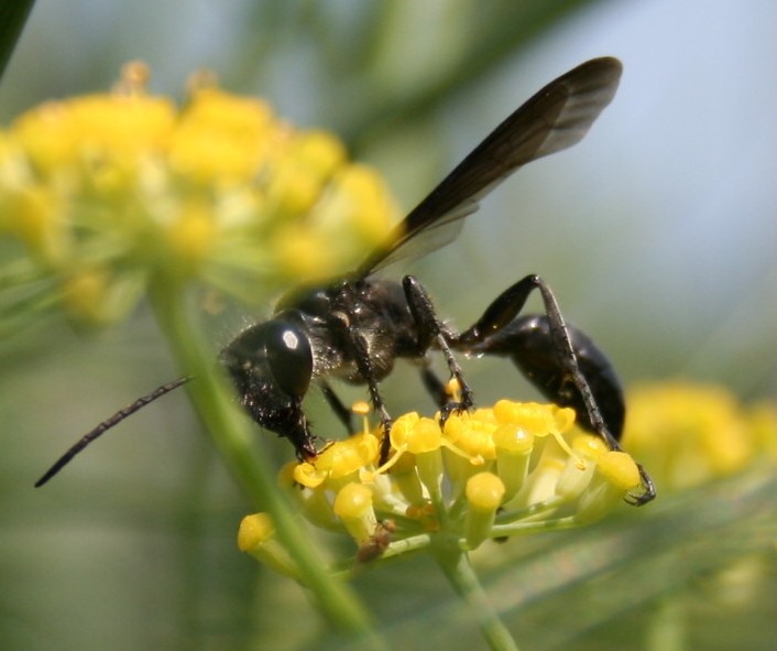 Sphecidae: Isodontia mexicana