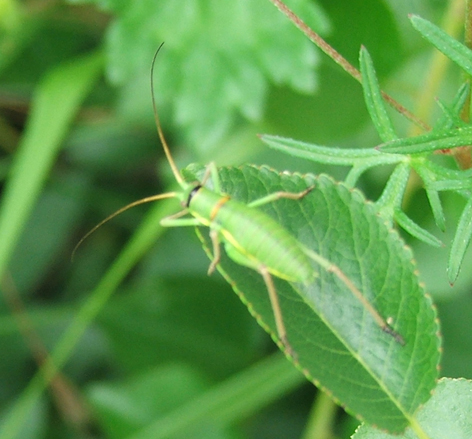 Ephippiger sp. (Bradyporidae)