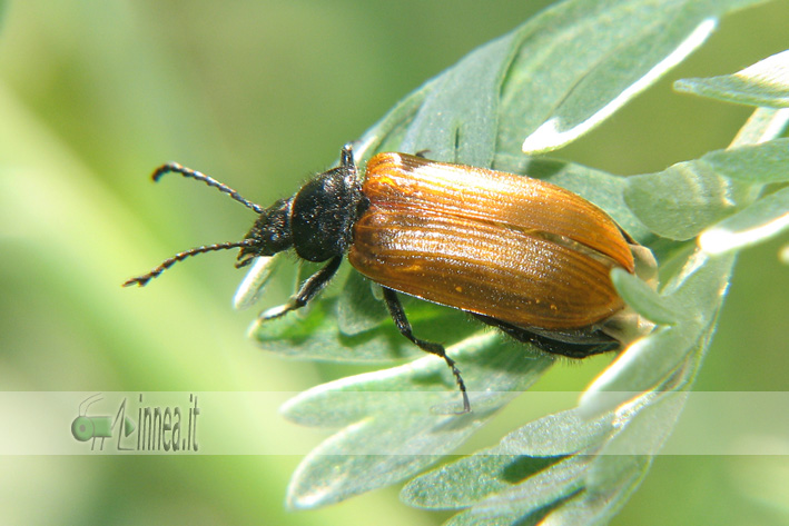 Coleottero: Omophlus lepturoides