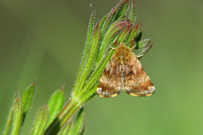 Piccola farfallina da determinare