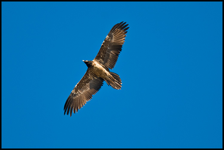 Gipeto e Aquila