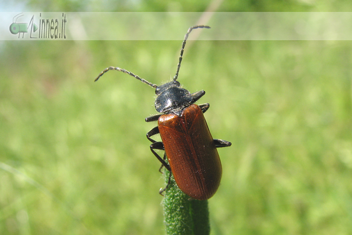 Coleottero: Omophlus lepturoides