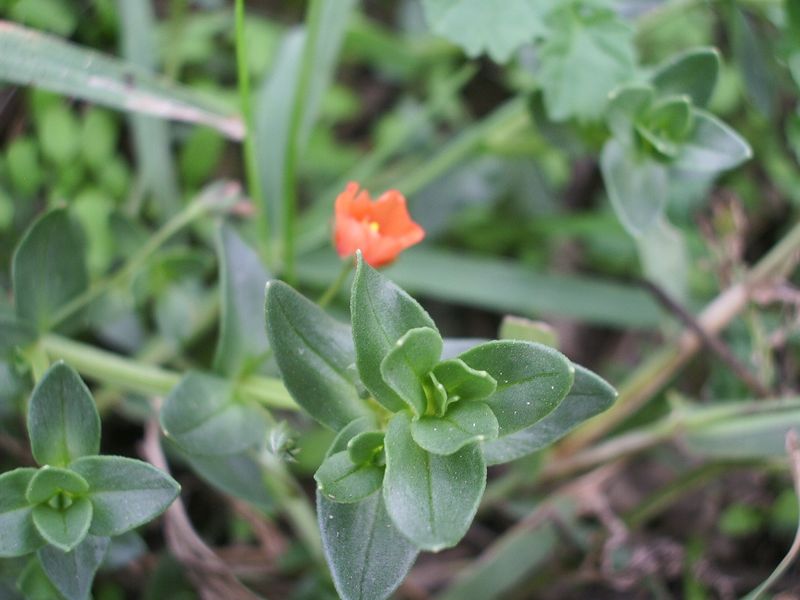 Anagallis arvensis