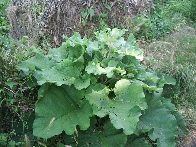 Bardana Arctium lappa ?