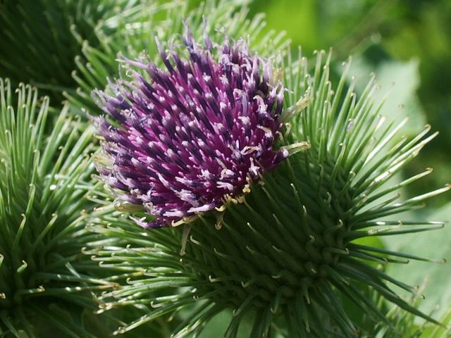 Bardana Arctium lappa ?