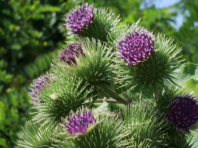 Bardana Arctium lappa ?