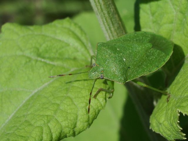 Bel cimice verde da determinare: Nezara viridula (Pentatomidae)