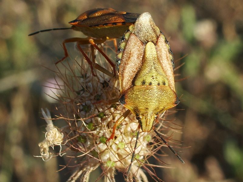 Carpocoris pudicus  ???????