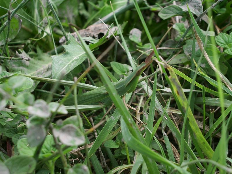 Acrida ungarica mediterranea