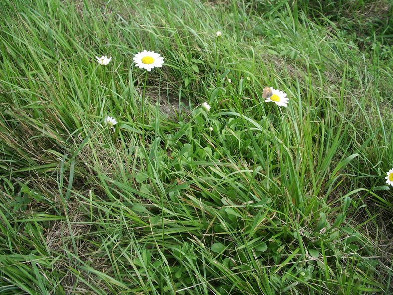 Compositae da determinare - Leucanthemum sp.