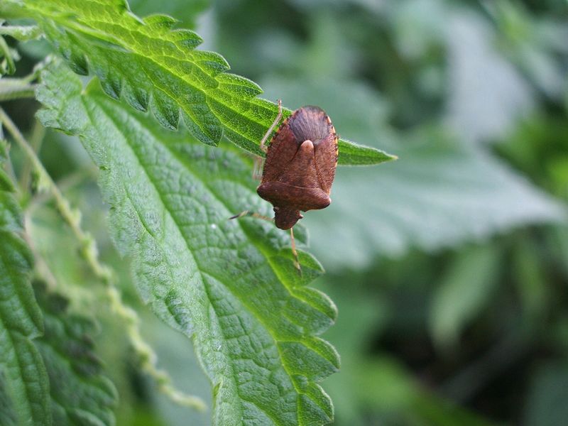 Pentatomidae