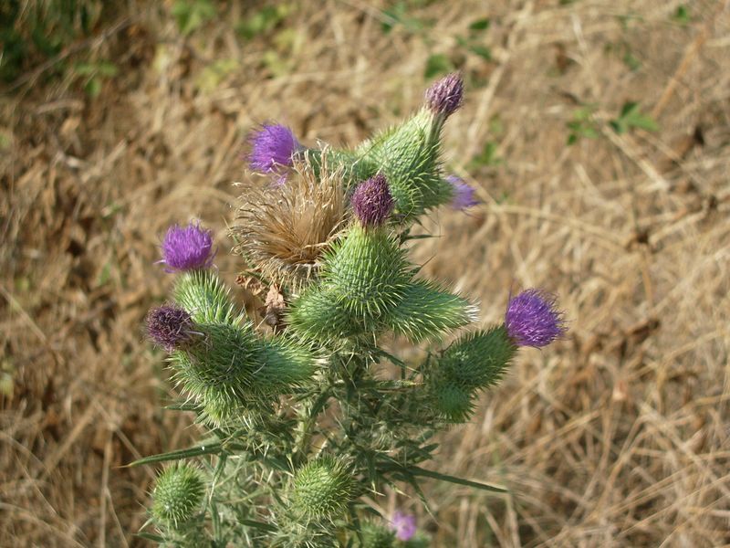 Cirsium vulgare