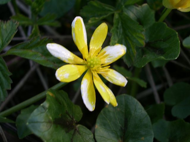 Ranunculus ficaria / Ranuncolo favagello