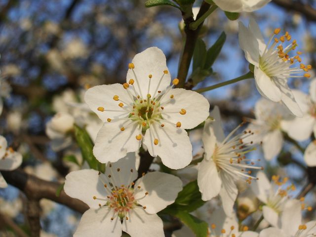 Rosaceae da identificare