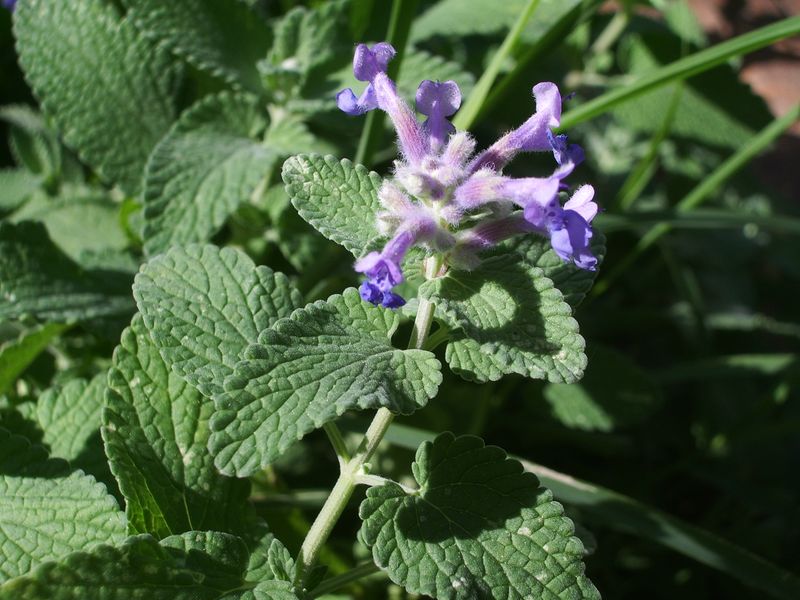 Nepeta cataria / Gattaia comune