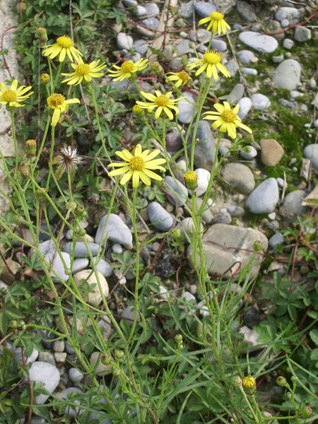 Senecio inaequidens / Senecione sudafricano