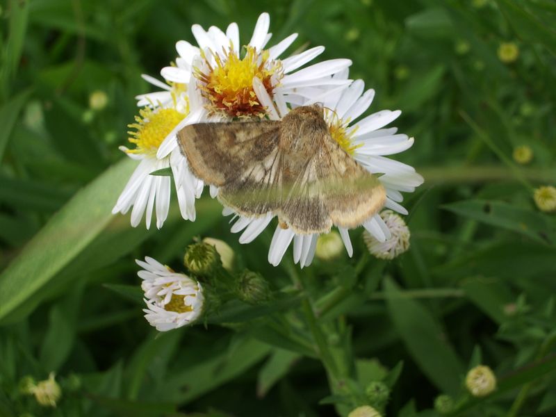 Qualche farfallina da identificare