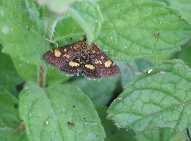 Pyrausta aurata