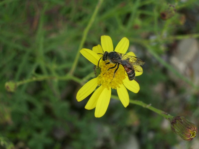 Apidae Halictinae