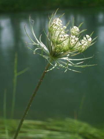 Daucus carota